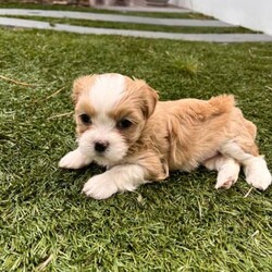Adopt a dog:Lhasa Apso puppies for sale/Lhasa Apso//Younger Than Six Months,Cute as a button Lhasa Apso brought up with love and care will be chipped and vaxed. 5 to choose from,Male x 2 $2500 eachFemale x 2 $3000 eachFemale x 1 Golden/White $3500First to see will buy great lttle watch dog, does not shed, happy to be left alone during the day, will love you to death when you come home.