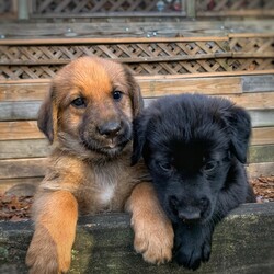 Adopt a dog:Candy litter/Belgian Shepherd / Malinois/Female/Baby,Belgian Shepherd / Golden Retriever mixes
DOB 10/1/22
males and females
estimated adult weight 50-60 lbs

These fluffy puppies will have you screaming 