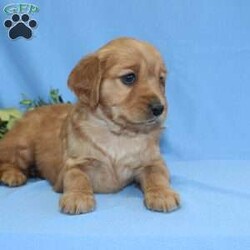 Gracie/Miniature Golden Retriever									Puppy/Female	/6 Weeks,Have a look at this angelic Mini Golden Retriever puppy ready to steal your heart! This adorable pup is up to date on shots and dewormer and vet checked! We offer a health guarantee with each puppy as well! If you are hoping to bring joy and laughter into your home this year consider adopting one of our loving puppies! 