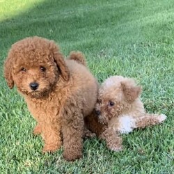 1st generation cavoodle puppies/Poodle (Toy)//Younger Than Six Months,Breeder ID:RPBA4738991003002090695 Ruby 3000Our gorgeous cavoodle puppies are ready for their new homes now (born 07/08/2022). From a litter of 5. we have two females available. We are so proud of ourselves on our puppies' temperament, health, wellbeing, and looks. Many families return to us for their next dog. Our pups have grown up with our family, other dogs and cats.Puppies are microchipped and vaccinated. And been wormed 4 times.