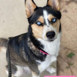 Adopt a dog:Breezy/Husky/Female/Young,Breezy is 1-2 years old. She is very friendly, and in typical husky fashion will occasionally try to jump the fence to take a leisurely stroll through the neighborhood.