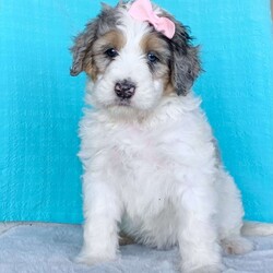 Nala/Bernedoodle									Puppy/Female	/7 Weeks,Meet Nala! She is a sweet little girl with stunning coloring, and has a soft wavy/curly coat!! She is a blue Merle tri-colored girl, and has a sparkle of blue in her one eye!! Her momma is a mini bernedoodle named River she weighs 30lbs. And daddy is a moyen (medium sized poodle) and weighs 40lbs. So we are guessing Nala to grow to weigh approx 35lbs full grown. She will be up to date on her vaccination schedule and will come with a 1 year health guarantee. 