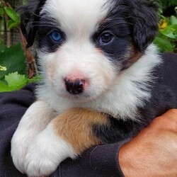 AUSTRALIAN SHEPHERD PUP 6WKS. F. purebred/Australian Shepherd Dog//Younger Than Six Months,REGISTERED BREEDER Responsible Pet Breeder’s Association accredited full member 654SOLD. But I do have 2 siblings available!PLEASE READ ADVERT CAREFULLY!Hello my name is Elizabeth [Lizzy]!!! I am an outgoing, adventurous, loving, inquisitive, black tri-colour Aussie Shepherd, from disease and cancer-free bloodlines. I seek an active home, where I can be doing whatever you are doing, much of the day, every day. I am on the mediumly active end of the spectrum of an energetic breed. Being an Aussie I have a low boredom threshold, which means I absolutely cannot be left alone for long periods during the day. Human mum [Mum] says I am a ‘responsible’ dog, so I will take care of you and your family when I grow up! I am very eager to learn what you want me to know and do!I am the product of a careful breeding programme. I am vet checked, microchipped, vaccinated c5 so you can get me out of the house at 11 weeks. Mum says she has a great buyer’ community with Whatsapp groups, facebook groups, reunions, etc and she follows dogs she bred, for life which is one of many ways she knows I am from disease and dysplasia free bloodlines! Apart from full testing of course. My new family will get a huge puppy pack, with all the information you could ever need for my whole life!The sort of home that would suit me is a busy family with active teenagers, or groundsmen, boatbuilders, riding stables, mountain bike jump builders, farmers, small holdings, or trades that can take me to work. I am very intelligent, easy to train and adaptable. I would not suit you if you are working from home all day on the computer, I would get bored and eat your toes and computer leads!I love kids and other dogs. I have been brought up running free in a back yard with trees and bushes, not in a pen/run! I am very well socialised and love my tummy rubs!I am sold strictly on a non-breeding basis. I also have a litter brother available, who is red coloured with a beautiful ruff and who is not as active as me.I am friendly, loving and very healthy. I am ready to go around 4 Nov, but mum requires minimum 3 visits, so I know you and welcome you, before I leave. If you are from out of town this can be done in a weekend.Mum says sorry she does not fly pups or ship interstate, but my rellys are all over WA! Please text us on ******** 074 and describe why you are the perfect people for me, and your experience with similar dogs. Please be aware that we may or may not reply on a different phone number that you can check against our breeder’s registration. REVEAL_DETAILS Nb my nose will turn black in a few months.