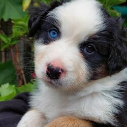 AUSTRALIAN SHEPHERD PUP 6WKS. F. purebred/Australian Shepherd Dog//Younger Than Six Months,REGISTERED BREEDER Responsible Pet Breeder’s Association accredited full member 654SOLD. But I do have 2 siblings available!PLEASE READ ADVERT CAREFULLY!Hello my name is Elizabeth [Lizzy]!!! I am an outgoing, adventurous, loving, inquisitive, black tri-colour Aussie Shepherd, from disease and cancer-free bloodlines. I seek an active home, where I can be doing whatever you are doing, much of the day, every day. I am on the mediumly active end of the spectrum of an energetic breed. Being an Aussie I have a low boredom threshold, which means I absolutely cannot be left alone for long periods during the day. Human mum [Mum] says I am a ‘responsible’ dog, so I will take care of you and your family when I grow up! I am very eager to learn what you want me to know and do!I am the product of a careful breeding programme. I am vet checked, microchipped, vaccinated c5 so you can get me out of the house at 11 weeks. Mum says she has a great buyer’ community with Whatsapp groups, facebook groups, reunions, etc and she follows dogs she bred, for life which is one of many ways she knows I am from disease and dysplasia free bloodlines! Apart from full testing of course. My new family will get a huge puppy pack, with all the information you could ever need for my whole life!The sort of home that would suit me is a busy family with active teenagers, or groundsmen, boatbuilders, riding stables, mountain bike jump builders, farmers, small holdings, or trades that can take me to work. I am very intelligent, easy to train and adaptable. I would not suit you if you are working from home all day on the computer, I would get bored and eat your toes and computer leads!I love kids and other dogs. I have been brought up running free in a back yard with trees and bushes, not in a pen/run! I am very well socialised and love my tummy rubs!I am sold strictly on a non-breeding basis. I also have a litter brother available, who is red coloured with a beautiful ruff and who is not as active as me.I am friendly, loving and very healthy. I am ready to go around 4 Nov, but mum requires minimum 3 visits, so I know you and welcome you, before I leave. If you are from out of town this can be done in a weekend.Mum says sorry she does not fly pups or ship interstate, but my rellys are all over WA! Please text us on ******** 074 and describe why you are the perfect people for me, and your experience with similar dogs. Please be aware that we may or may not reply on a different phone number that you can check against our breeder’s registration. REVEAL_DETAILS Nb my nose will turn black in a few months.