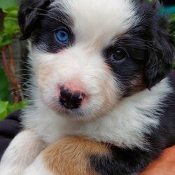 AUSTRALIAN SHEPHERD PUP 6WKS. F. purebred/Australian Shepherd Dog//Younger Than Six Months,REGISTERED BREEDER Responsible Pet Breeder’s Association accredited full member 654SOLD. But I do have 2 siblings available!PLEASE READ ADVERT CAREFULLY!Hello my name is Elizabeth [Lizzy]!!! I am an outgoing, adventurous, loving, inquisitive, black tri-colour Aussie Shepherd, from disease and cancer-free bloodlines. I seek an active home, where I can be doing whatever you are doing, much of the day, every day. I am on the mediumly active end of the spectrum of an energetic breed. Being an Aussie I have a low boredom threshold, which means I absolutely cannot be left alone for long periods during the day. Human mum [Mum] says I am a ‘responsible’ dog, so I will take care of you and your family when I grow up! I am very eager to learn what you want me to know and do!I am the product of a careful breeding programme. I am vet checked, microchipped, vaccinated c5 so you can get me out of the house at 11 weeks. Mum says she has a great buyer’ community with Whatsapp groups, facebook groups, reunions, etc and she follows dogs she bred, for life which is one of many ways she knows I am from disease and dysplasia free bloodlines! Apart from full testing of course. My new family will get a huge puppy pack, with all the information you could ever need for my whole life!The sort of home that would suit me is a busy family with active teenagers, or groundsmen, boatbuilders, riding stables, mountain bike jump builders, farmers, small holdings, or trades that can take me to work. I am very intelligent, easy to train and adaptable. I would not suit you if you are working from home all day on the computer, I would get bored and eat your toes and computer leads!I love kids and other dogs. I have been brought up running free in a back yard with trees and bushes, not in a pen/run! I am very well socialised and love my tummy rubs!I am sold strictly on a non-breeding basis. I also have a litter brother available, who is red coloured with a beautiful ruff and who is not as active as me.I am friendly, loving and very healthy. I am ready to go around 4 Nov, but mum requires minimum 3 visits, so I know you and welcome you, before I leave. If you are from out of town this can be done in a weekend.Mum says sorry she does not fly pups or ship interstate, but my rellys are all over WA! Please text us on ******** 074 and describe why you are the perfect people for me, and your experience with similar dogs. Please be aware that we may or may not reply on a different phone number that you can check against our breeder’s registration. REVEAL_DETAILS Nb my nose will turn black in a few months.