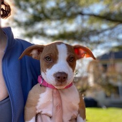 Adopt a dog:Tressa/Pit Bull Terrier/Female/Baby,To apply for adoption: https://goo.gl/AzrASu 

To learn more about each dog please visit us on Facebook! https://m.facebook.com/PPSHDogRescue