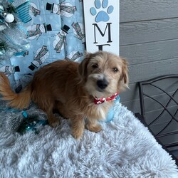 Adopt a dog:Georgio /Corgi/Male/Baby,Hi!!! My name is Georgio! I am a 6 month old Corgi/ Coton De Tulear mix currently weighing 12 lbs! I am a typical puppy that loves my toys and zoomie! I do well with other dogs, cats and kids! I'm looking for a loyal family who won't leave me behind no matter what!! Dogs are family and I never want to get left behind, again!! Please text for more info and application 

