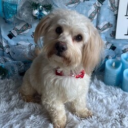 Adopt a dog:Armani/Coton de Tulear/Male/Young,Hello!! My name is Armani and they say O am a 1 1/2 year old 9lb Coton De Tulear / Havanese mix. I am looking for a new family that I can take care of and spoil with cuddles and sweet puppy dog kisses!! They say I am very sweet, smart and entertaining!! I love to play with squeaky toys and zoom around a bit and then I want my cuddle time!!! If you are looking for a loyal companion to make memories with , let's chat
Text 408-849-1080
