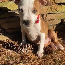 Adopt a dog:Tilly/Pit Bull Terrier/Female/Baby,To apply for adoption: https://goo.gl/AzrASu 

To learn more about each dog please visit us on Facebook! https://m.facebook.com/PPSHDogRescue