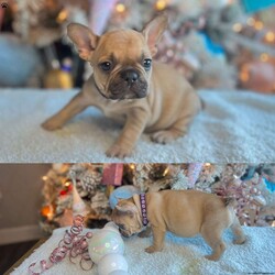 Nila/French Bulldog									Puppy/Female	/7 Weeks,Say hello to your new bestfriend, Nila! This bubbly pup is vet checked and up to date on shots and wormer. She comes with a 1 year health guarantee provided by the breeder! Nila, is super cuddly and she is being family raised with children, making her a perfect addition to your family home! If you would like more information on Nila, please contact Latrice.