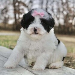 Layla/Portuguese Water Dog									Puppy/Female	/10 Weeks,Want to add a new fur baby to your family? Our little Layla is waiting just for you. She is the sweetest little fur ball you will find. On most days you can find her tussling with her siblings and exploring all new things. She is a people pleaser. She loves nothing more than sitting in your lap and covering you in kisses. Her coat is so soft and fluffy, perfect to snuggle on chilly evenings. This puppy is raised on love and has been introduced to everything a little puppy should be. Layla is the little runt of the litter. She will stay a very small size. Our vet has declared her free of any health issues. Despite her small size, she is one ornery little puppy. She is so full of life and will always greet you with a happy bounce. Momma is a beautiful Black and White AKC Portuguese Water Dog named Cocoa. She is always so sweet and calm. Dad is a Chocolate and white dog who will do anything to please his master. Both their personalities have been passed on to the puppies and that is just what we were hoping for. Calm, sweet, loving and very obedient. Our puppies join their new families microchipped, up to date on all shots and dewormer, a vet check done to make sure they are in great health. We also include our one year health guarantee. Reach out to me for any more information. We do require a $200 deposit once you have picked out your new puppy. Call or text me today to find out more.