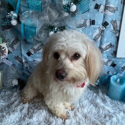 Adopt a dog:Armani/Coton de Tulear/Male/Young,Hello!! My name is Armani and they say O am a 1 1/2 year old 9lb Coton De Tulear / Havanese mix. I am looking for a new family that I can take care of and spoil with cuddles and sweet puppy dog kisses!! They say I am very sweet, smart and entertaining!! I love to play with squeaky toys and zoom around a bit and then I want my cuddle time!!! If you are looking for a loyal companion to make memories with , let's chat
Text 408-849-1080
