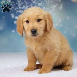 Sparky/Golden Retriever									Puppy/Male	/10 Weeks,To contact the breeder about this puppy, click on the “View Breeder Info” tab above.