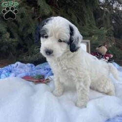Nutmeg/Mini Bernedoodle									Puppy/Female	/8 Weeks,Nutmeg is our cute little F1b multigenerational Mini Bernedoodle! She has been given lots of love and attention from our family and is ready for her furever home!
