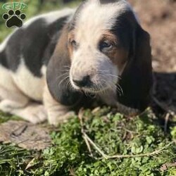 Birchrum/Basset Hound									Puppy/Male	/8 Weeks,Birchrum is a lovable fella, who has been Family Raised. He is ready to find his forever home! 