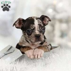 Edward/Frenchton									Puppy/Male	/8 Weeks,To contact the breeder about this puppy, click on the “View Breeder Info” tab above.