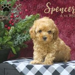 Spencer/Toy Poodle									Puppy/Male	/7 Weeks,Meet this adorable little puppy. Do you need an extra Christmas companion this year? This is the perfect little pet for you to adopt. This puppy is clean, playful, and healthy; and does good around children. It was born in our house and has been given special care and attention. If you purchase this puppy, I will send along a folder with you containing all the important papers. I’ll also send a bag of puppy food that the puppy is currently on. Feel free to call or text me if you have any questions.