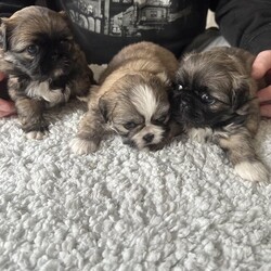 Pekingese puppies (pure blood Pekingese)/Pekingese/Mixed Litter/6 weeks,Pekingese puppy’s for sale. 3 gorgeous looking girls and 3 boys. All will be ready for new forever home from 17 December. Puppys can be reserved with deposit and pick up anytime after 17 December. All will come with 1st vaccine and microchip to be registered with new owner. Also all have health check and worming regularly. If interested Puppys can be reserved. Both mother and father import and can be seen. Boys £700 each, Girls 800 each, will have discount if two go together.