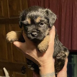 KC Registered Border Terrier puppies/Border terrier/Mixed Litter/5 weeks,We have 3 puppies available for their forever homes from 09/01/23 
They are KC Registered with excellent pedigrees, 
They have been brought up in our home with lots of love and attention 
We have 2 boys and 1 girl available 
Deposit being taken now,
They will be micro chipped and 1st vaccination given, 
5 weeks insurance,  puppy pack, 
£1500 each 
No time wasters please.