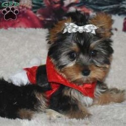 SNOWFLAKE/Yorkie									Puppy/Female	/11 Weeks,This puppy will be 3-4 pounds , mom is 4.2 dad is 3.2 , have started be potty trained on pads , will be small yorkie text or call for a fast respond . I meet a hour for free , or you can have it delivered to your door step or a nanny delivery meet you half way payment accepted are cash , cash app , Zelle . I can ft you with the dog .