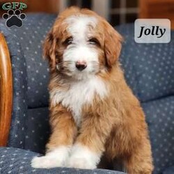 Jolly/Mini Bernedoodle									Puppy/Female	/10 Weeks,Meet Mrs. Jolly the perfect F1B Teddy bear…Bernedoodle… Deep red color… From amazing parents with non fading color genes… Exceptional color intensity… Parents are also health tested and clear of all genetic diseases…