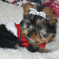 SNOWFLAKE/Yorkie									Puppy/Female	/11 Weeks,This puppy will be 3-4 pounds , mom is 4.2 dad is 3.2 , have started be potty trained on pads , will be small yorkie text or call for a fast respond . I meet a hour for free , or you can have it delivered to your door step or a nanny delivery meet you half way payment accepted are cash , cash app , Zelle . I can ft you with the dog .
