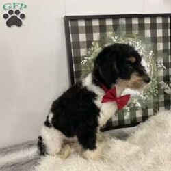 Dallas/Mini Bernedoodle									Puppy/Male	/18 Weeks,Dallas is a Mini F1B Bernedoodle Tri parti color … estimated weight is to be 20-30lbs . he is Very laid back and loyal…. Gentle around our children and so sweet. Included is a Health Guarentee, UTD on vaccines and wormings , vet check and so much more… Call , text, or email for more info