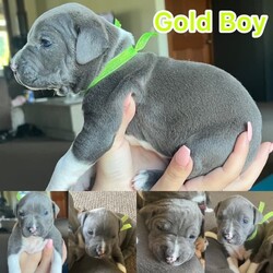 American Staffordshire Terrier is available for adoption