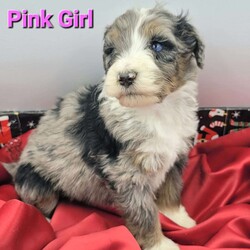 Ava/Bernedoodle									Puppy/Female	/5 Weeks,Beautiful f1b bernedoodles Family raised in our home. Will come vet checked, fully vaccinated, and health guaranteed. Will grow to 50-75lbs. Can provide delivery for extra fee. Feel free to call or text 240-561-2815