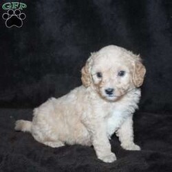 Cody F1B/Mini Goldendoodle									Puppy/Male	/6 Weeks,Cody is a sweet and loving little boy who loves attention! He will be around 15 lbs as an adult. His mom is a 20 lb goldendoodle and his Dad is a 10 lb poodle.