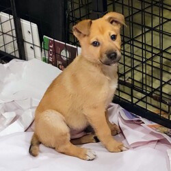 Adopt a dog:Benji/German Shepherd Dog/Female/Baby,Pal's Place rescue would love to introduce you to three of our newest and cutest rescues, a precious and lovable trio of Shepherd mix pups! These sweet babies are estimated to be about 3 months old and weigh between 13 to 16 pounds. Pal's Place rescued the little family from an open-intake shelter in Kentucky after flooding ravaged the area. An overcrowded, chaotic, stressful pound is no place for very young pups. We heard their story and brought these sweethearts up to a wonderful foster home in Chicago to await meeting their forever families. 
Their breed mix is unknown, but the puppies appear to be a mix of herding breeds. While we cannot say for sure what their breed mix is, we can say with 100% certainty they are the absolute best breed; rescued! Two males, Benji and Bosco, and one female, Bambi, are in the litter. All three littermates are curious, social, and affectionate dogs who will make phenomenal companions. We expect they will mature into medium to larger-sized dogs when fully grown. We also anticipate they will be energetic, intelligent dogs who will thrive in active households. Puppies are adorable and fun but require a tremendous amount of time, patience, and energy during their first year or so.
Puppies this age and size need potty breaks every 2-3 hours, along with lots and lots of playtime and attention throughout the day. They will do best in homes where someone is home more often than not and with families prepared to take on crate training, housebreaking, and basic obedience training. Please consider if you truly have time for a puppy before applying, and please consult with all family members in the home before applying. Benji and his littermates are spayed/neutered, up-to-date with age-appropriate vaccines, microchipped, and started on flea and heartworm prevention. Their adoption fee to the rescue is $475. These guys are being fostered on Chicago's north side and can be seen by appointment after an adoption application has been submitted and approved by the rescue. Unfortunately, we cannot place holds on our dogs for any reason once they are available for adoption. For more information or an adoption application, please email palsplace1@hotmail.com or visit http://palsplacerescue.org/adopt/  We do our best to respond to all inquiries within 24-48 hours. However, we are an all-volunteer organization and may not be able to respond for 3-5 days at times. If you are expecting a response from us, please check your spam/junk folders regularly, as our correspondence can sometimes end up in those folders. 

• Benji's adoption fee to the rescue is $475. He is neutered, microchipped, up-to-date with age-appropriate vaccines, and started on flea and heartworm prevention. Benji and his siblings can be visited by appointment once an adoption application is submitted and approved by the rescue. To complete an adoption application online, visit http://palsplacerescue.org/adopt/ or email Palsplace1@hotmail.com for an application or more information. We cannot place holds on our dogs for any reason. Please do not apply unless you are ready to welcome a new member into the home within three days of applying.

• Pal's Place adoption fees start at $475 for puppies and $375 for dogs aged six months or older. This fee helps to cover medical expenses needed to prepare dogs for adoption (vaccines, microchips, spay/neuter surgeries, etc.), feeding, transportation, and general care for the dogs. Pal's Place is 100% reliant on donations to care for our rescued dogs. 

• Please email Palsplace1@hotmail.com or visit our website, www.palsplacerescue.org, for an adoption application. Pal's Place is a volunteer-run organization. Please allow up to 48 hours for a response. Please also check your spam/junk folder when awaiting an answer; sometimes, replies and applications end up there!

• All our dogs are in foster homes and can be seen BY APPOINTMENT ONLY after an approved application is received. For more info, please email palsplace1@hotmail.com. Email is the preferred contact method and is the quickest way to receive a response. We cannot place holds on our dogs. Please do not contact us until you are prepared to adopt