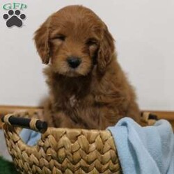 Mason/Goldendoodle									Puppy/Male	/8 Weeks,To contact the breeder about this puppy, click on the “View Breeder Info” tab above.
