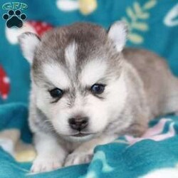 Titus/Pomsky									Puppy/Male	/5 Weeks,Titus is a PERFECT miniature husky. He has a beautiful silver coat and blue eyes. Look at his parents… he’s going to be a show stopper!!