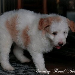 Mini Bordoodle Puppy READY TO GO! /Border Collie//Younger Than Six Months,***One Apricot Parti Female left***This little girl is an absolute sweetheart. She loves people and can never get enough cuddles.She is readvertised due to new owners unforseen circumstances and is the last available pup from our gorgeous Bordoodle litter.Parents have both been DNA tested (Full Breed Profile with Orivet) to ensure our pups wont be affected by tested genetic disorders common in both breeds.Mother is a small Border Collie at 15kg. She is a very smart loyal and kind natured girl.Sire is a gorgeous Chocolate and White Parti Poodle 6.5kg.Our puppies are brought up in the family home with lots of love and play. Once they are old enough to go outside they have plenty of room to run and explore. There is lots to encounter horses, cows, birds, cats, other dogs, tractors and children.Puppies will be:-Microchipped-Vaccinated-Wormed at 2,4,6 and 8 weeksThey Come with a puppy pack containing-Folder with general puppy information-Microchip and Vaccination details-Dates to remember-Blanket carrying scent of mother and litter mates to help with initial separation.-Black Hawk sample pack for pups picked up in person or by road transport.Ready for her new home January 8th$3500More photos of her and her parents availableShould mature between 9 and 15kg larger than a cavoodle moodle mini spoodle smaller than a labradoodle groodle sheepadoodle standard bordoodle or ausiedoodleWe can help organise road transport or Flights at buyers expense.Pups can be picked up from our property near Lismore NSWFollow our instagram for updates @countryroadbordoodles or facebook group https://www.facebook.com/groups/1173467906737367/RPBA 4196NSW Breeder Identification Number B000613960$3500Video https://youtu.be/N23MBlvQwDQ