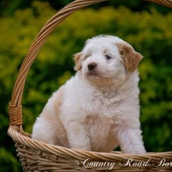 Mini Bordoodle Puppy READY TO GO! /Border Collie//Younger Than Six Months,***One Apricot Parti Female left***This little girl is an absolute sweetheart. She loves people and can never get enough cuddles.She is readvertised due to new owners unforseen circumstances and is the last available pup from our gorgeous Bordoodle litter.Parents have both been DNA tested (Full Breed Profile with Orivet) to ensure our pups wont be affected by tested genetic disorders common in both breeds.Mother is a small Border Collie at 15kg. She is a very smart loyal and kind natured girl.Sire is a gorgeous Chocolate and White Parti Poodle 6.5kg.Our puppies are brought up in the family home with lots of love and play. Once they are old enough to go outside they have plenty of room to run and explore. There is lots to encounter horses, cows, birds, cats, other dogs, tractors and children.Puppies will be:-Microchipped-Vaccinated-Wormed at 2,4,6 and 8 weeksThey Come with a puppy pack containing-Folder with general puppy information-Microchip and Vaccination details-Dates to remember-Blanket carrying scent of mother and litter mates to help with initial separation.-Black Hawk sample pack for pups picked up in person or by road transport.Ready for her new home January 8th$3500More photos of her and her parents availableShould mature between 9 and 15kg larger than a cavoodle moodle mini spoodle smaller than a labradoodle groodle sheepadoodle standard bordoodle or ausiedoodleWe can help organise road transport or Flights at buyers expense.Pups can be picked up from our property near Lismore NSWFollow our instagram for updates @countryroadbordoodles or facebook group https://www.facebook.com/groups/1173467906737367/RPBA 4196NSW Breeder Identification Number B000613960$3500Video https://youtu.be/N23MBlvQwDQ