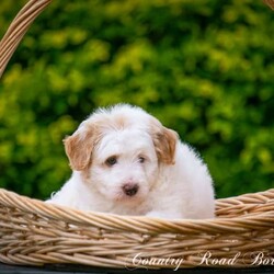 Mini Bordoodle Puppy READY TO GO! /Border Collie//Younger Than Six Months,***One Apricot Parti Female left***This little girl is an absolute sweetheart. She loves people and can never get enough cuddles.She is readvertised due to new owners unforseen circumstances and is the last available pup from our gorgeous Bordoodle litter.Parents have both been DNA tested (Full Breed Profile with Orivet) to ensure our pups wont be affected by tested genetic disorders common in both breeds.Mother is a small Border Collie at 15kg. She is a very smart loyal and kind natured girl.Sire is a gorgeous Chocolate and White Parti Poodle 6.5kg.Our puppies are brought up in the family home with lots of love and play. Once they are old enough to go outside they have plenty of room to run and explore. There is lots to encounter horses, cows, birds, cats, other dogs, tractors and children.Puppies will be:-Microchipped-Vaccinated-Wormed at 2,4,6 and 8 weeksThey Come with a puppy pack containing-Folder with general puppy information-Microchip and Vaccination details-Dates to remember-Blanket carrying scent of mother and litter mates to help with initial separation.-Black Hawk sample pack for pups picked up in person or by road transport.Ready for her new home January 8th$3500More photos of her and her parents availableShould mature between 9 and 15kg larger than a cavoodle moodle mini spoodle smaller than a labradoodle groodle sheepadoodle standard bordoodle or ausiedoodleWe can help organise road transport or Flights at buyers expense.Pups can be picked up from our property near Lismore NSWFollow our instagram for updates @countryroadbordoodles or facebook group https://www.facebook.com/groups/1173467906737367/RPBA 4196NSW Breeder Identification Number B000613960$3500Video https://youtu.be/N23MBlvQwDQ