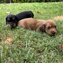 Long hair miniature dachshund carrying cream /Dachshund//Younger Than Six Months,Born 19-12-223 beautiful male long hair mini Dachshunds.Red dapple male 1 $3500Red dapple male 2 $3500Black and tan male $3500All 3 boys WILL carry cream. Possibly chocolate, piebald and dilute.Dad is 5kg shaded cream mini with a full genetic testing profile. He Carrie’s choc, dapple, piebald and dilute. Pra etc clear.Mum is a 5kg shaded red long hair mini with a full genetic testing profile. She Carrie’s piebald and is Pra etc clear.Both parents are inside dogs and loving companions. Both are long hairs and true mini Dachshunds.Puppies have been Brought up on a mixture of Blackhawk puppy, turkey mince, sardines and chicken.They will be wormed every 2 weeks. They will come with microchip ,vaccination and vet check.These are located in Qld, we are advising in several states as we are happy transport at buyers expense.BIN0001890554840RPBA number 5499