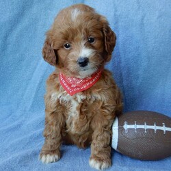 Toby (F1b mini)/Mini Goldendoodle									Puppy/Male	/7 Weeks,Prepare to fall in love!!! My name is Joey and I’m the sweetest little F1b mini goldendoodle looking for my furever home! One look into my warm, loving eyes and at my silky soft coat and I’ll be sure to have captured your heart already!  I’m very happy, playful and very kid friendly and I would love to fill your home with all my puppy love!! I am full of personality, and I give amazing puppy kisses! I stand out above the rest with my beautiful colored coat!!…  I will come to you vet checked and  up to date on all vaccinations and dewormings . We offer a 3 year guarantee and  shipping is available! My mother is our precious Mila a  27# mini goldendoodle with a heart of gold and my father is Atlas our 16# AKC red mini poodle  and he has been genetically tested clear!!Both of the parents are on the premises and available to meet!   I will grow to approx  18-22# and I will be hypoallergenic and nonshedding! !!… Why wait when you know I’m the one for you? Call or text Martha to make me the newest addition to your family and get ready to spend a lifetime of tail wagging fun with me!   (7% sales tax on in home pickups)   