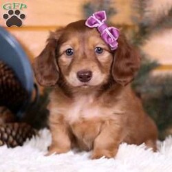 Cocoa Beane/Dachshund									Puppy/Female	/7 Weeks,Meet Cocoa Beane, a gorgeous, Mini Dachshund! She is one in a million. With silky soft fur, sparkling puppy-dog-eyes and sweet puppy kisses, this baby girl will steal your heart from the very first moment you meet her. Playtime and tummy rubs are her favorite and she will always find a way to make you smile with her cute puppy antics. She has been loved and doted on since birth and will be the perfect companion to go everywhere with you! Her mama is a super sweet Dachshund named Allie. She loves exploring the outdoors and following us everywhere. She weighs a beautiful 12 lbs. Dad is a handsome Dachshund named Louie. He is super friendly and weighs 12 lbs. as well. This baby will join her forever family with the first vet check completed, microchipped, current on vaccines and dewormer, and our one year genetic health guarantee will be included. Please call or text Tracy to learn more about this little sweetheart! We are available Monday through Saturday.