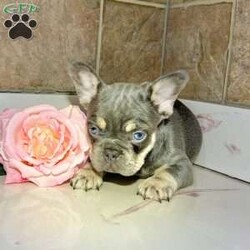 Gloria/French Bulldog									Puppy/Female	/8 Weeks,Gloria is a beautiful lilac tan Akc registered french bulldog puppy! Shes got bright blue eyes! Family raised and well socialized! Up to date with all shots and dewormings! Comes with a health guarantee! Delivery available! Contact us today to get your new family member!