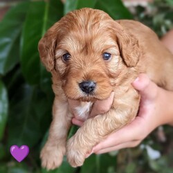 ❤ Adorable Cavoodle Puppy - Ready on Valentine's Day! ❤️/Poodle (Miniature)//Younger Than Six Months,❤ Adorable female Cavoodle Puppy - Ready for her new home on Valentine's Day! ❤️Our last puppy left is a beautiful second generation Cavoodle puppy born on the 20th December last year. Dad is a 5kg ruby Cavoodle and Mum is an 6.5kg Apricot Cavoodle. Both have clear vet checks and no health issues now or previously. Their beautiful litter of 4 was 3 boys and this 1 little girl.