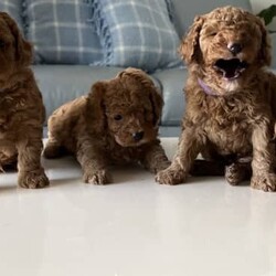 Toy Ruby red Cavoodle puppies DNA Clear 2nd Generation ///Younger Than Six Months,We have a beautiful litter of 2nd generation cavoodles , Mummy is Cavoodle Daddy is Toy poodle ( pedigree Certificate & DNA tested) non shedding coatsOur gorgeous girl has had 4 beautiful babies .2 girls & 2 boys super cuteThey will come with a Puppy Pack including information for you on how to care for your new puppy a Vet health check , Microchipped , vaccinated and are up to date with worming being wormed every two weeks from 2 weeks of age. Our puppies are born and grow up in our home with a loving family environment.They are 4 weeks old, will be available to take home at 8 weeks old. taking holding deposit now. They will be ready 22/02/2023Only genuine inquiries if you are ready for a puppy. NO TIME WASTERS .Breeder Register CRM:0001001Breeder identification number: BIN0007669897343Girl $3500 eachBoy $3000 eachPlease call Nick ******7009 REVEAL_DETAILS We are in Murrumba Downs QLD 4503