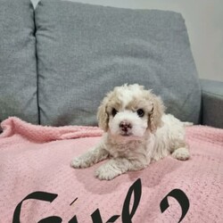Beautiful cavoodle puppy ///Younger Than Six Months,I got 2 boy and 1 girl puppy cavoodle .Girl 2800Boy 2600Ready to go to the new home mum cavoodle 10 kg ,dad cavoodle 10kg . The puppy is microchiped, first vaccination, worming every 2 weeks and vet check.Puppy date of birth is 28 November and is ready to go into loving caring family.If you are interested send me a message or call. RPBA 2088
