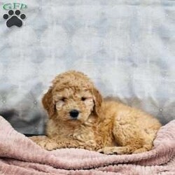 Benji/Goldendoodle									Puppy/Male	/9 Weeks,To contact the breeder about this puppy, click on the “View Breeder Info” tab above.