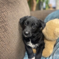 Adopt a dog:Comet/Dutch Shepherd/Male/Baby,Hi, I'm Comet.  I am a Dutch Shepherd mix.  At just 8 weeks old I am the perfect mix of active and chill. I am expected to be on the larger size of a medium dog or smaller size of a large dog.  I am crate trained but love a large dog bed to lay on to.  I am quiet for the most part.  No barking or growling unless playing.  I have not been introduced to cats.  I am good with any size dog.  I am not trained to go outside since I am too young.  My sweet fosters keep me in to protect me from parvo.  With that said they do have puppy pads and I go on those quite a bit but I am not perfect.  The best part about me is I have a growing heart that has so much room for a forever family.  So what do you say, can my heart continue to grow by the day with you and your family?