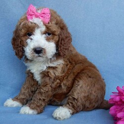 Juliet ( F1b)/Mini Goldendoodle									Puppy/Female	/9 Weeks,Prepare to fall in love!!! My name is Juliet and I’m the sweetest little F1b mini goldendoodle looking for my furever home! One look into my warm, loving eyes and at my silky soft coat and I’ll be sure to have captured your heart already! I’m very happy, playful and very kid friendly and I would love to fill your home with all my puppy love!! I am full of personality, and I give amazing puppy kisses! I stand out above the rest with my beautiful colored coat !!…  I will come to you vet checked and  up to date on all vaccinations and dewormings . I come with a 1 year guarantee with the option of extending it to a 3 year guarantee and  shipping is available! My mother is our precious Lulu, a 47#  goldendoodle with a heart of gold and my father is Atlas our 16# AKC red mini poodle  and he has been genetically tested clear!! Both of the parents are on the premises and available to meet!   I will grow to approx  25-30# and I will be hypoallergenic and nonshedding! !!… Why wait when you know I’m the one for you? Call or text Martha to make me the newest addition to your family and get ready to spend a lifetime of tail wagging fun with me!   (7% sales tax on in home pickups)