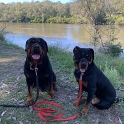 Adopt a dog:Purebred Rottweiler puppies ready for their forever homes. /Rottweiler//Younger Than Six Months,UPDATE - 6 weeks old and ready for the forever home.only 1 male and 3 females left. We can hold longer if you need us too but only if you make a deposit.$2400 per Female$2800 per MaleCall to arrange meet and greet. Available anytime.They have been wormed every 2 weeks.microchipped and vaccinated at 6 weeks.vet check also at 6 weeks.There is no papers but both parents are purebred can be viewed.Born Boxing DayLocated at Eagleby.Check out the Facebook group for other videos and picture. You have to join the group to view.https://www.facebook.com/groups/314893563953214/?ref=share_group_linkADBC Registration #2631BIN0010819406608