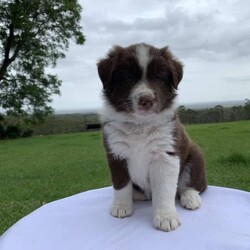 Adopt a dog:Border Collie Purebred Puppies Chocolate Blue Black and White/Border Collie//Younger Than Six Months,Available for sale are these 4 beautiful patterned Border Collie Pups. We pride ourselves by caring for our Border Collies with high standards. Our Border Collies are our family and are inside and outside dogs, the litter were born inside our home and that’s were they will remain until they leave for their forever homes. The pups come from a very placid temperament obedient intelligent blue and white mother which is from a litter from a Black and white mother and Lilac and White father. The father of the pups is a Chocolate and White Purebred Border Collie.We are located on 11 acres with Sheep, chooks, cats and a mini foxy terrier and the mother and father play well with all our animals.It is very important to socialise, walk and give them plenty of exercise, I would like to know upon purchase that the pup will be going to a home with dedicated loving owners.I have available for sale:-1 X Black and White Border Collie Male$20001 X Black and White Border Collie Female $20001 X Chocolate and White Border Collie Female $20001X Blue and White Border Collie Female $2000The pups where born on Monday morning on Boxing Day the 26th of December 2022 and will be available for their new family on or after Friday 17th February 2023All Pups have and will be wormed fortnightly and will have a comprehensive VET check as well as be microchipped on Wednesday 15th February. I am a registered Breeder with the NSW Pet Registry Member Number: B000693129I am also a member of RPBA member Number 7126I am located in Grose Vale NSW 2753Please feel free to contact me regarding any questions you may have.