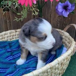 Bailey/Miniature Australian Shepherd									Puppy/Male	/6 Weeks,To contact the breeder about this puppy, click on the “View Breeder Info” tab above.