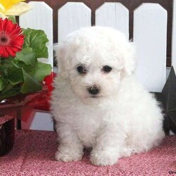 Almond/Bichon Frise									Puppy/Male	/8 Weeks,Almond is a cuddly Bichon Frise puppy who loves to bounce around and play! This curly coated cutie is vet checked and up to date on shots and wormer. He can be registered with the ACA, plus comes with a health guarantee that is provided by the breeder. His friendly mother is on the premises and is available to meet. To learn more about Almond, please contact the breeder today!